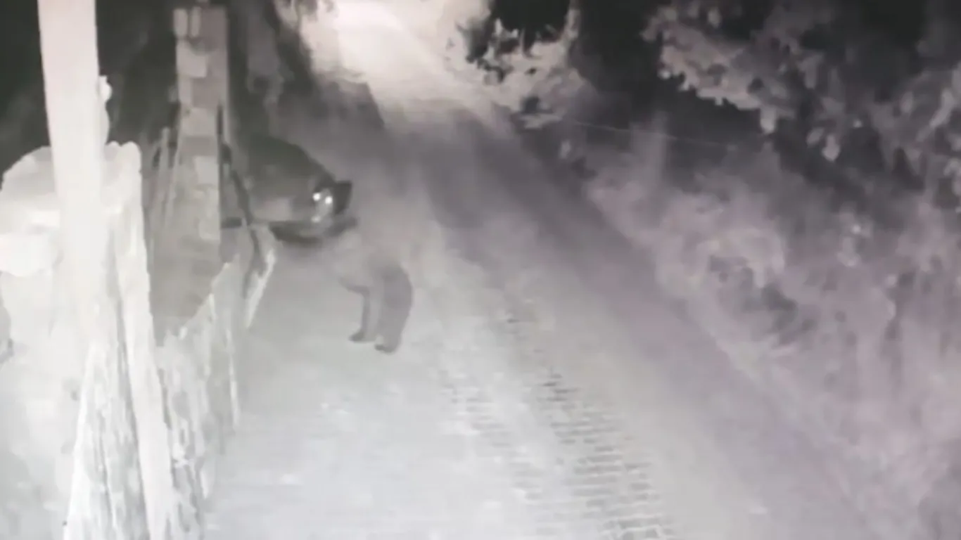 Fındık bahçesine devrilen otomobilin sürücüsü yaralandı; kaza kamerada