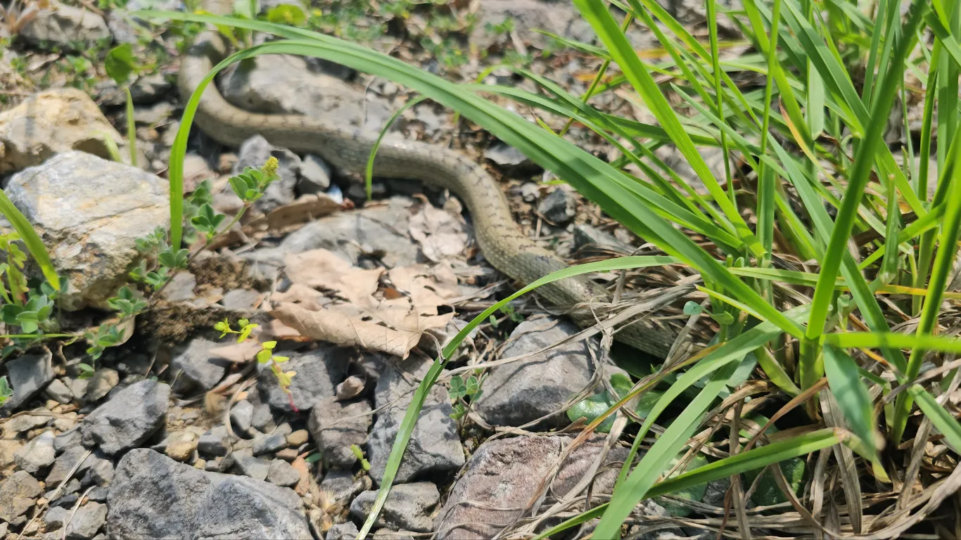 Prof. Dr. Bülbül: Yılanları rahatsız edici hareketlerden kaçınmalıyız