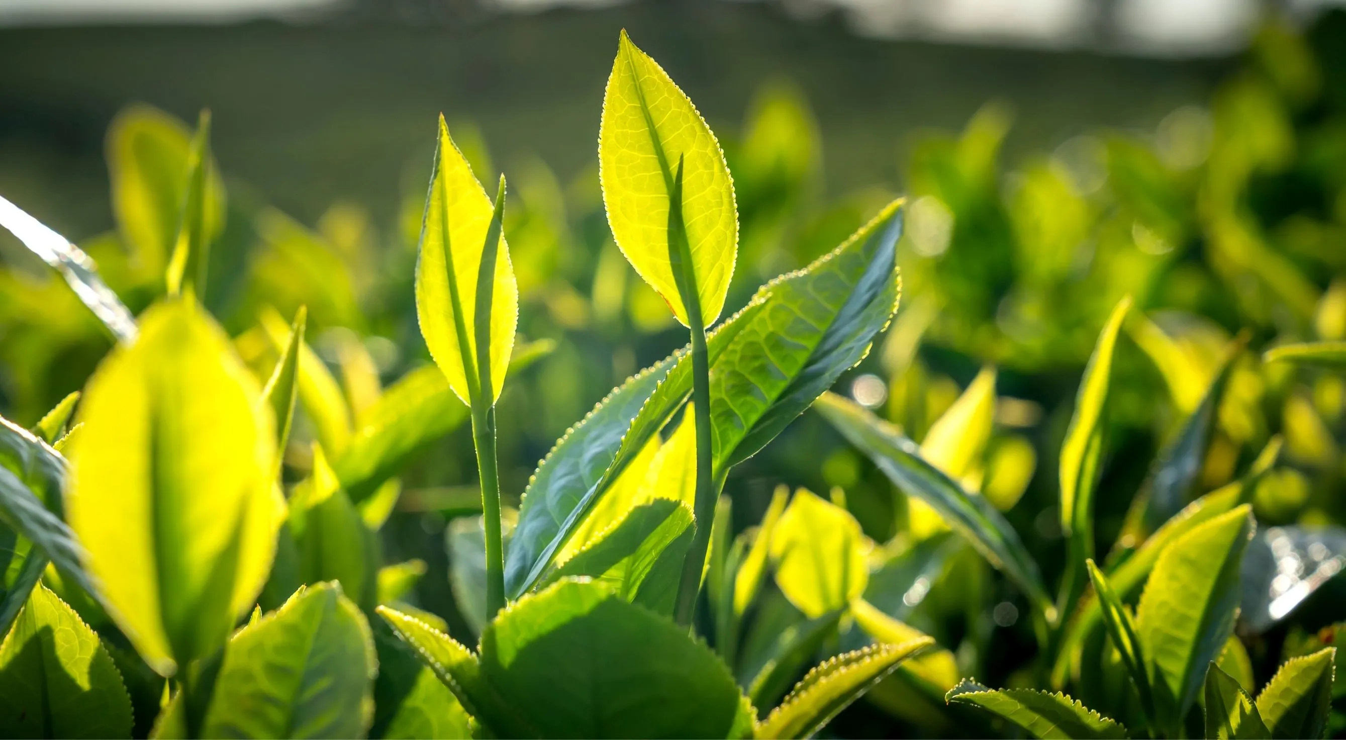 ÇAYKUR’dan üreticilere mesaj var