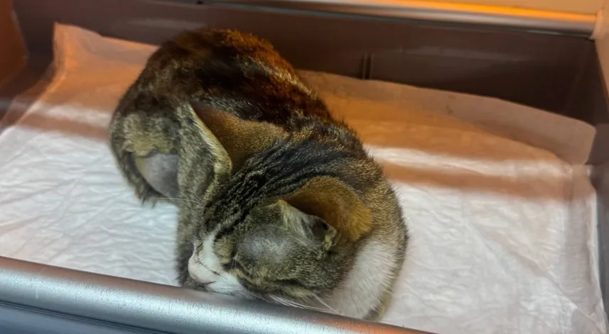 Kedinin mesanesinden 2 santimlik taş çıkarıldı