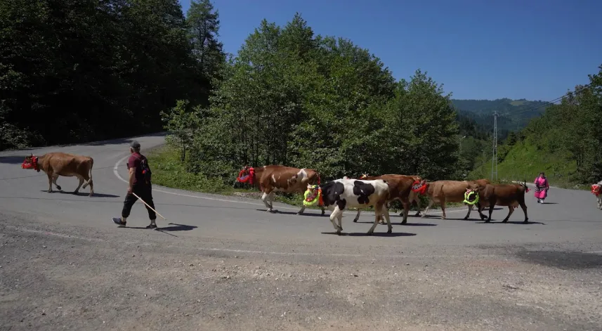 Karadeniz'den renkli yayla göçleri