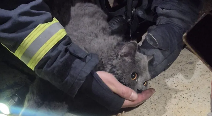 Kastamonu'da itfaiye ekipleri yangından kurtardıkları kediye kendi maskelerinden oksijen verdi