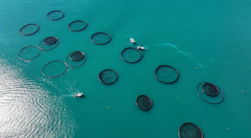 Karadeniz'deki kafeslerde yetiştirilen Türk somonu hasadı bereketli geçiyor
