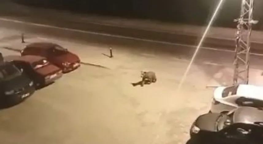  Borçka ilçe merkezine inen ayılar cadde ve sokaklarda dolaştı