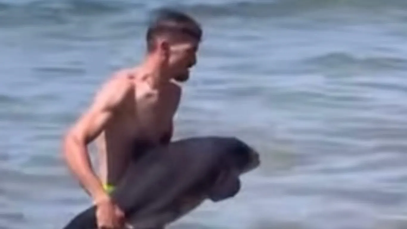 Kıyıya vuran yaralı yavru yunus denize bırakıldı