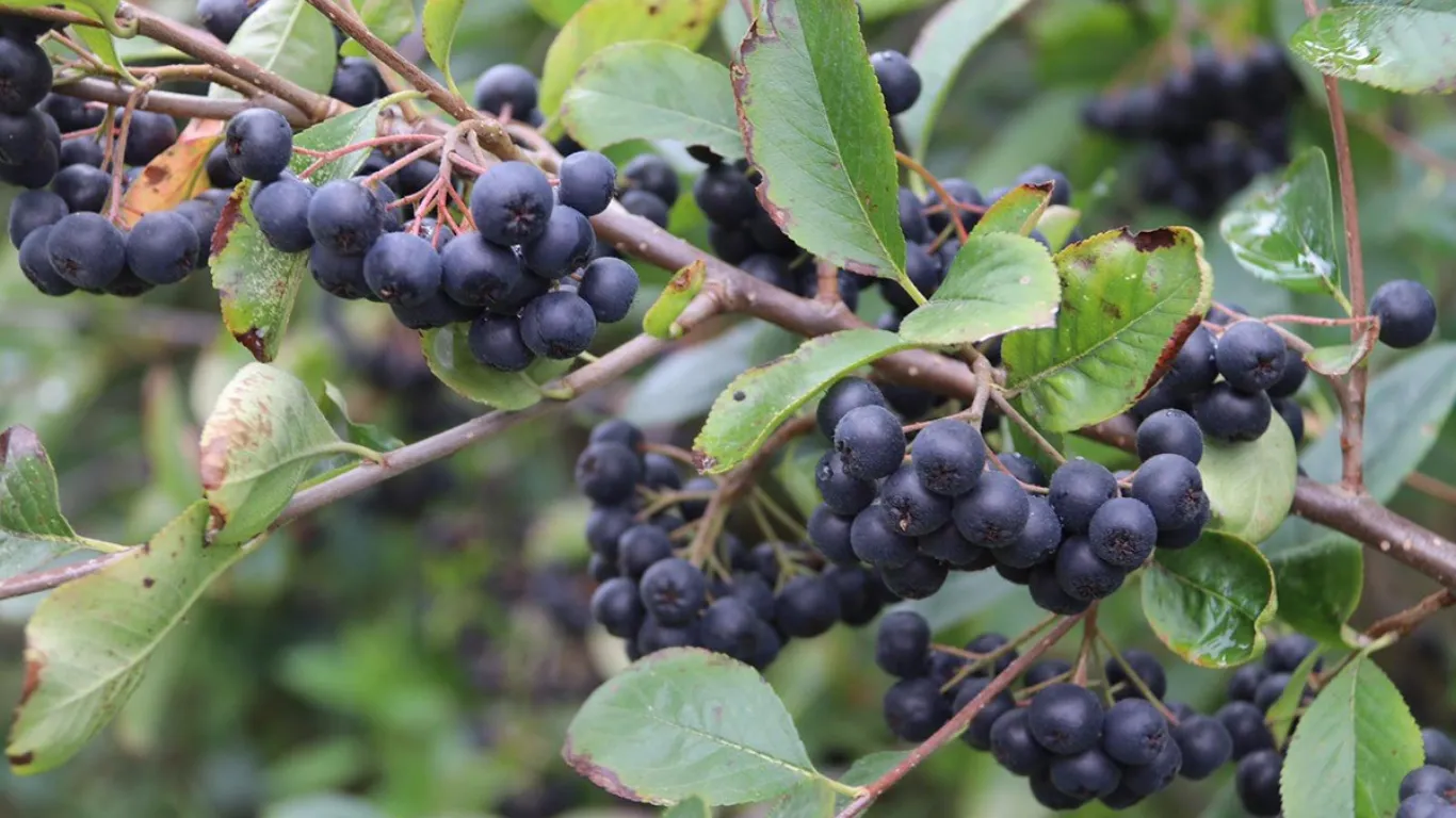 Aronya’nın kan şekerini dengelediği belirlendi