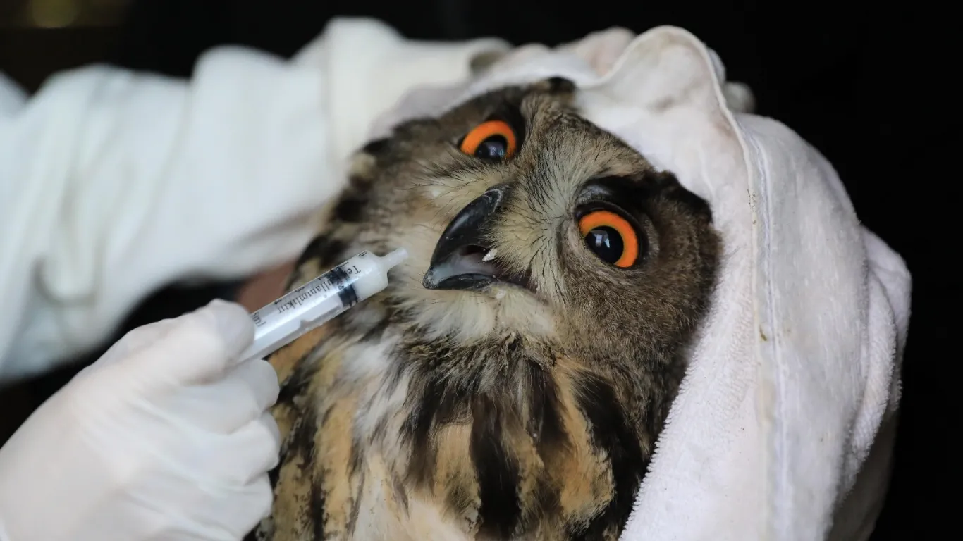 Yaralı puhu, tedavisinin ardından doğaya bırakıldı