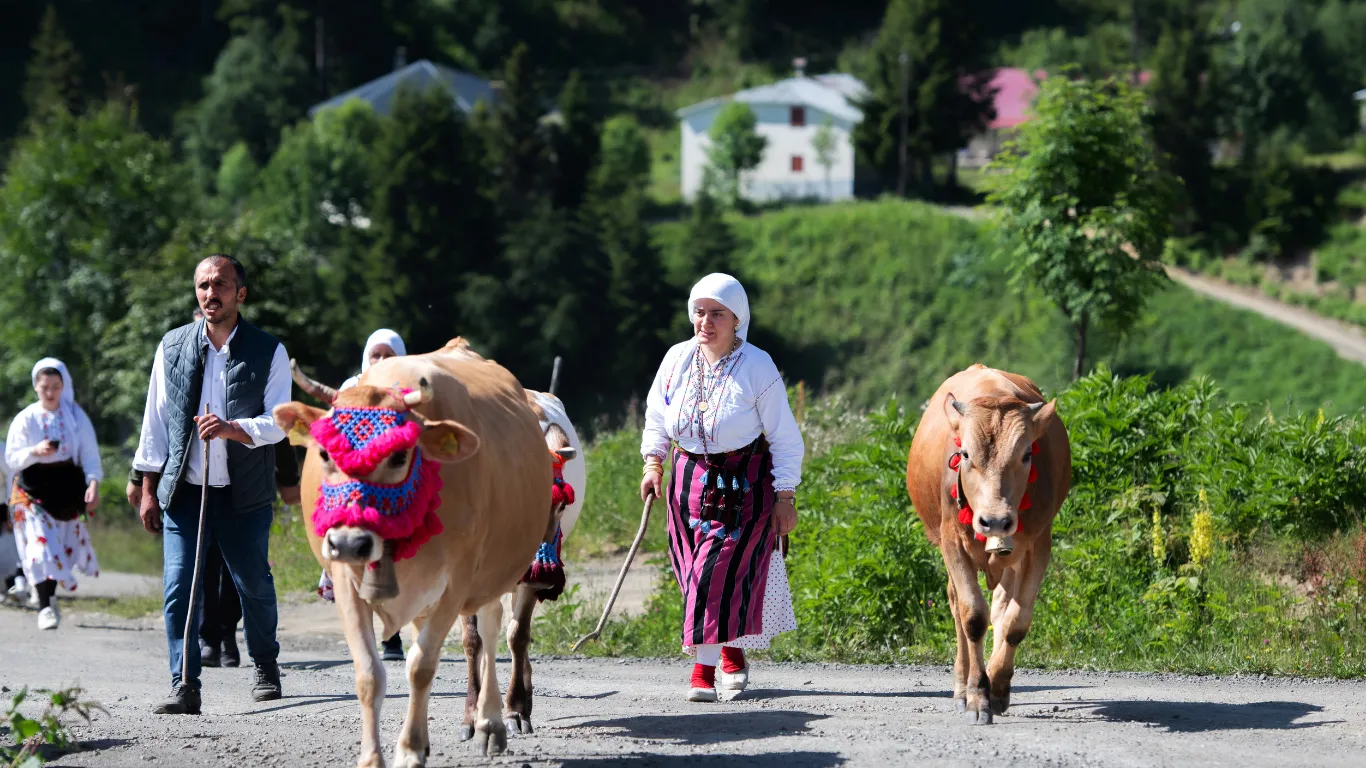 Trabzon'da yayla göçü devam ediyor