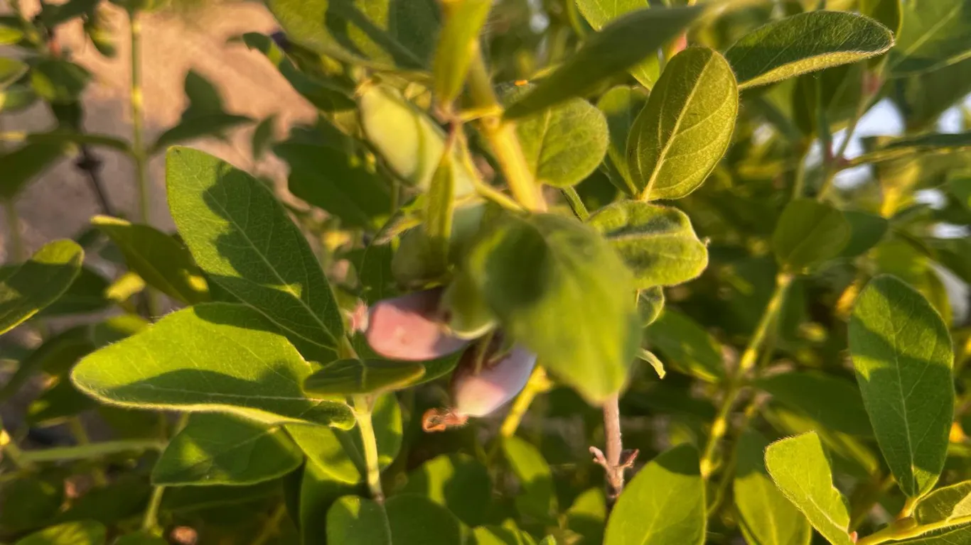 Bayburt Üniversitesince üretilen bal yemişi ve çilek hasat edildi