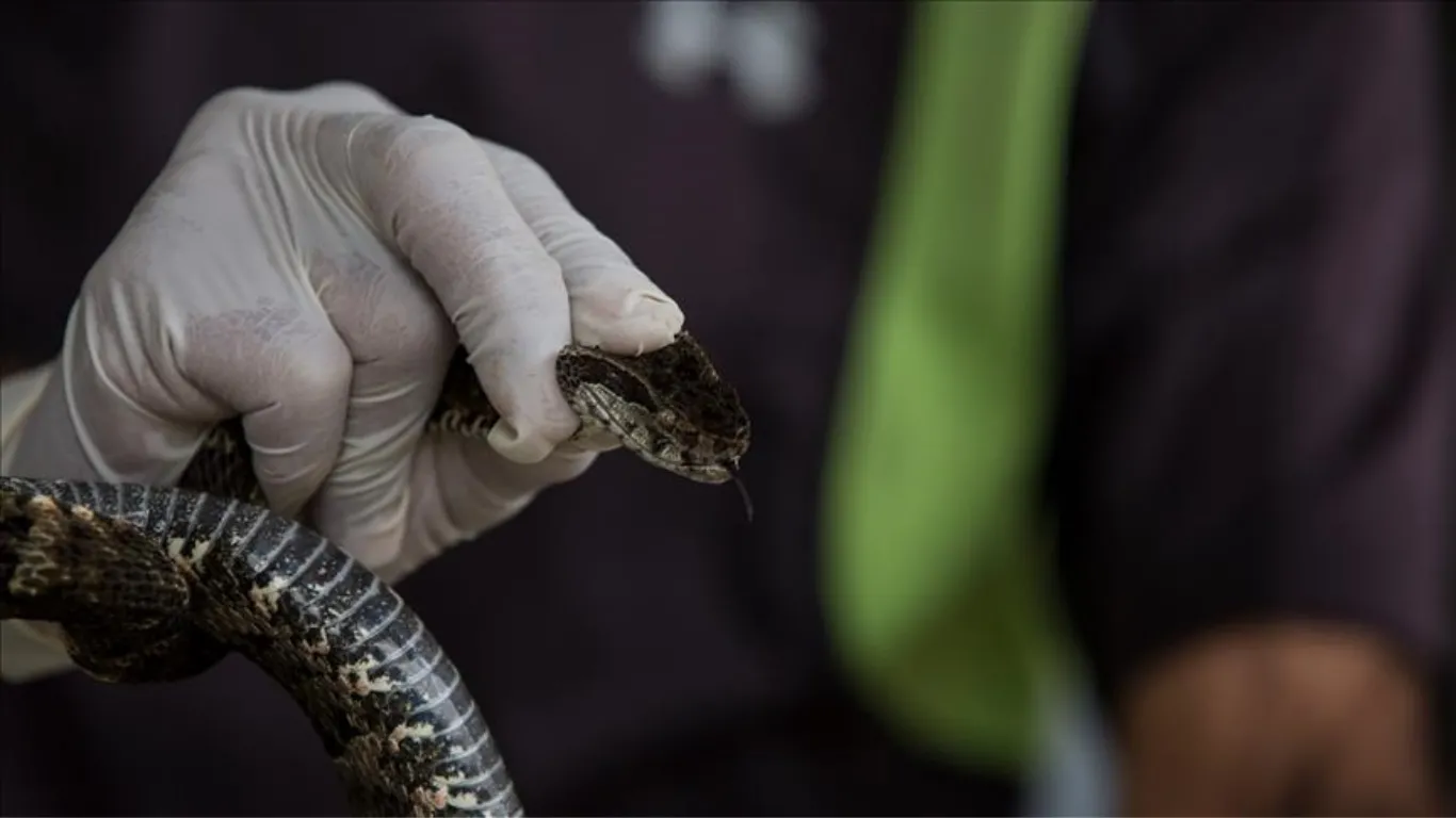 İstanbul'un üç ilçesinde yılan kabusu! Boyu 2,5 metreyi buluyor, uzmanlar uyardı