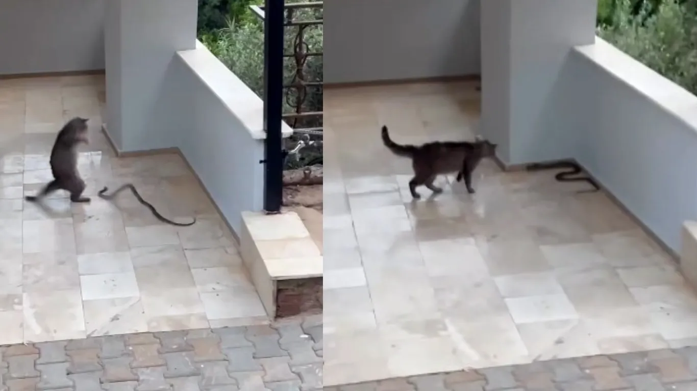 Yılana kafa tutan kedi