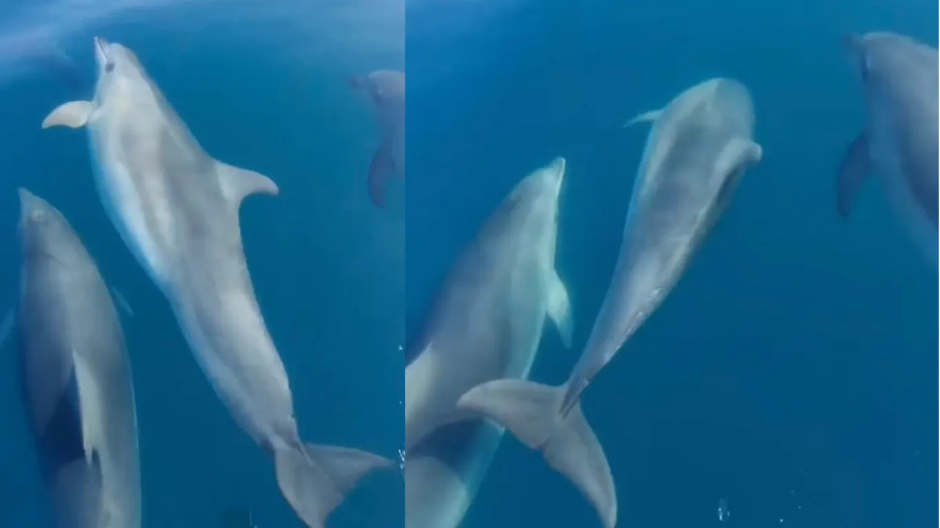 Teknesinin önünde yüzen yunusları görüntüledi