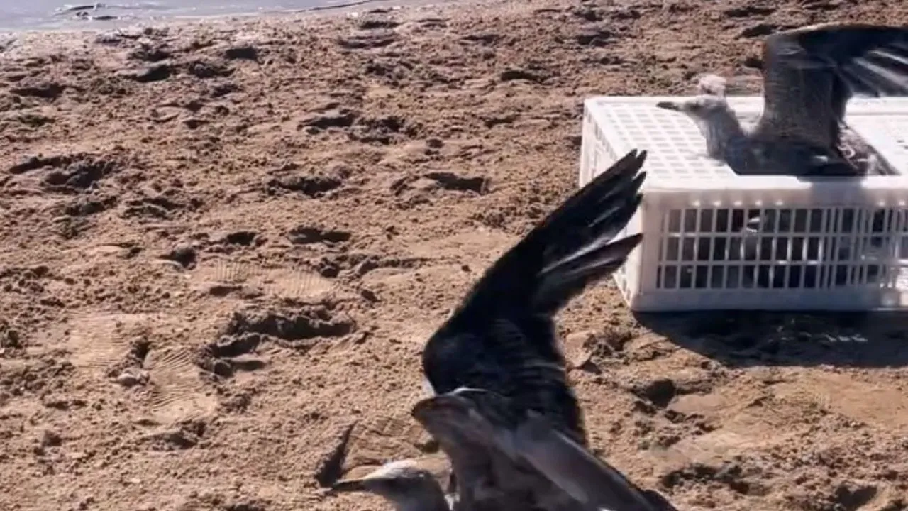 Sinop'ta tedavileri tamamlanan martılar doğaya salındı