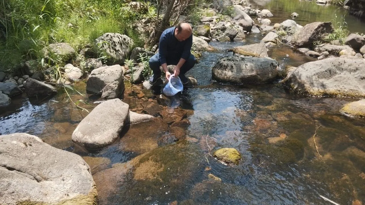 12 bin kırmızı benekli alabalık yavrusu orman içi derelere bırakıldı