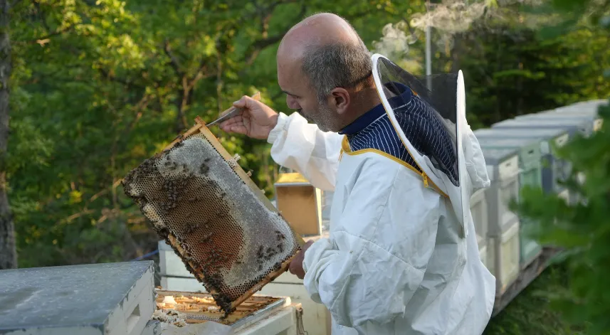 Kestane ağaçlarını kurutan gal arısıyla mücadele sürüyor