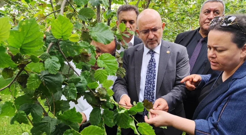 TBMM Zirai Don Olayını Araştırma Komisyonu üyeleri, Giresun'da fındık bahçelerini inceledi