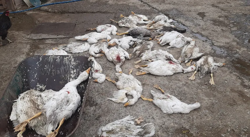 Samsun'da 26 kaz telef oldu