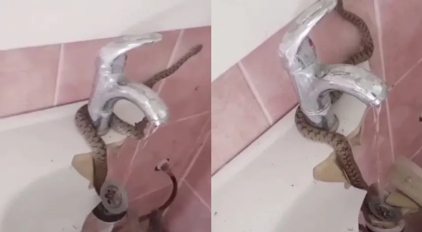 Evinin lavabosunu çekiçle kırıp sıkışan yılanı çıkardı