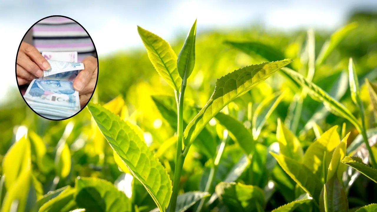 ÇAYKUR, Mayıs Ayı Yaş Çay Ücretlerini Hesaplara Aktardı