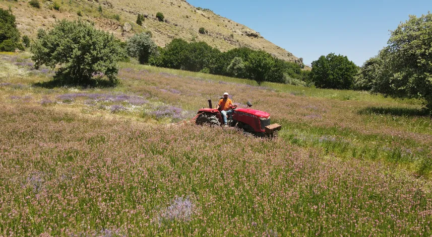 Giresun'da tarımsal üretim planı ile yetiştirilen ürünlerin ilk hasadı yapıldı