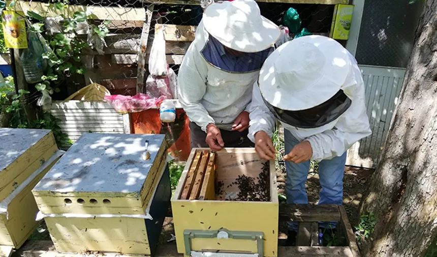 Kestane balından 600 ton rekolte bekleniyor