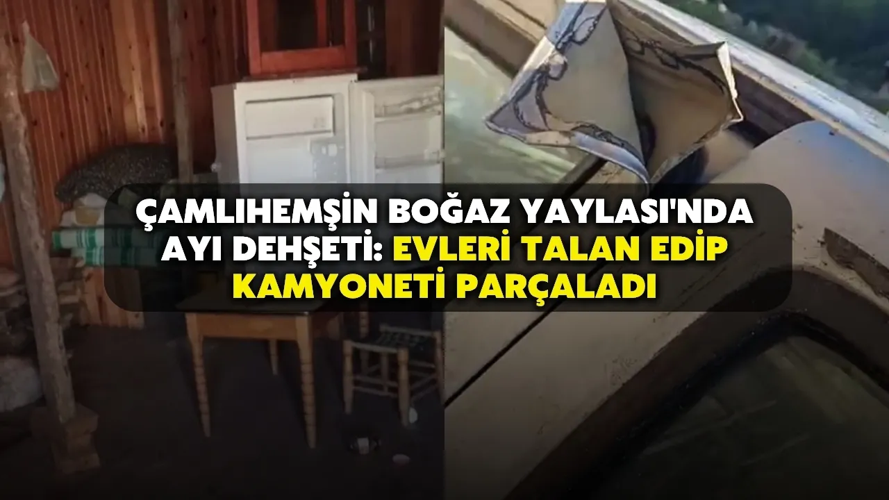 Çamlıhemşin Boğaz Yaylası'nda Ayı Dehşeti: Evleri Talan Edip Kamyoneti Parçaladı