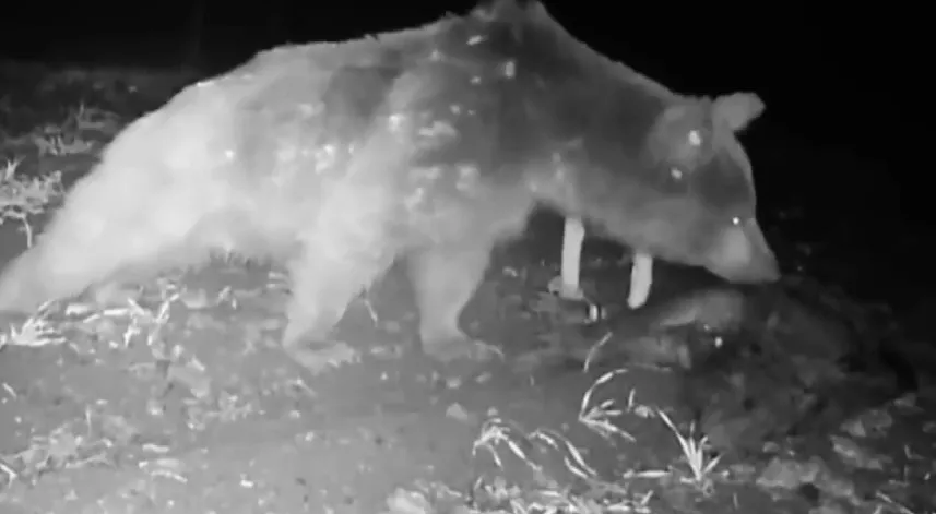 Boz ayı fotokapanla görüntülendi