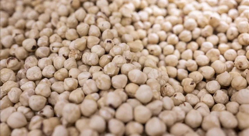 Türkiye'nin fındık ihracatının yüzde 33'ü Trabzon'dan yapıldı