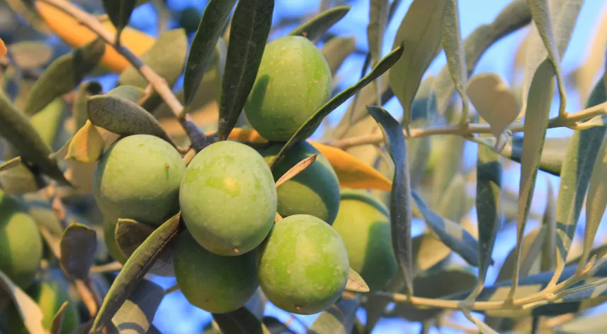 Zeytinyağında bu fiyatları 