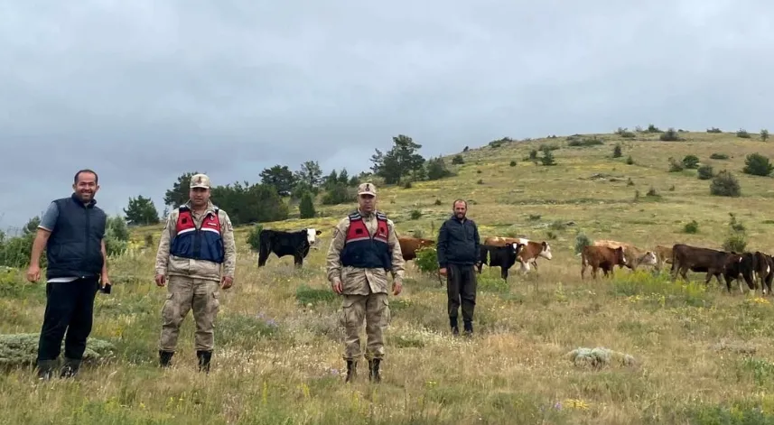 Refahiye’de kaybolan 19 büyükbaş hayvan Giresun il sınırında bulundu