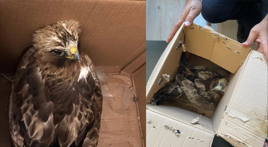 Yaralı halde bulunan kızıl şahin tedaviye alındı