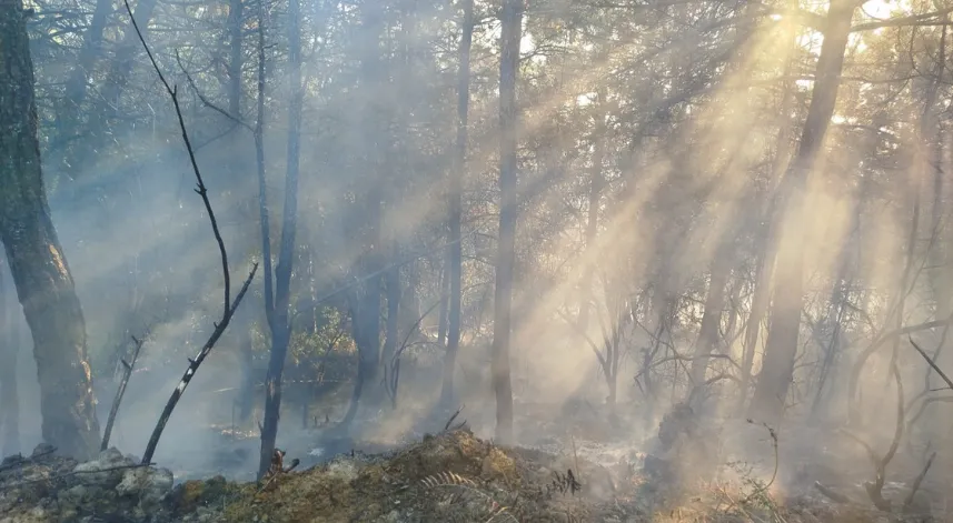 Zonguldak’ta çıkan yangında 7 dönümlük karaçam ormanı zarar gördü