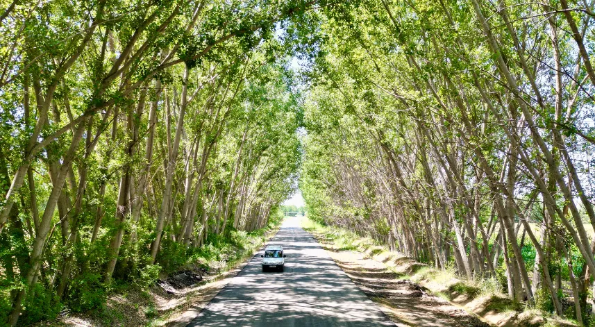 Tokat’taki köy yolu ağaç tüneli ile kartpostallık manzara sürüyor