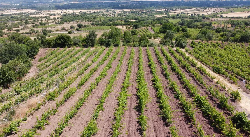 Tokat'taki bağlardan 1 ton yaprak çalındı; köylüler nöbete başladı