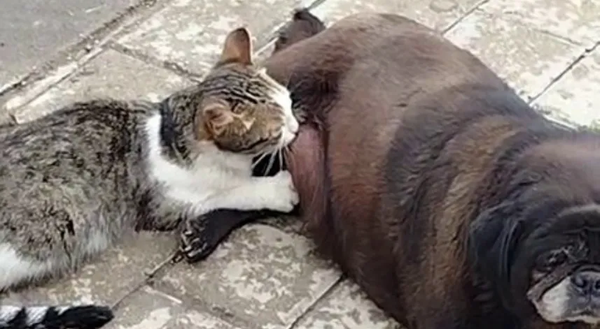 Görenler inanamadı, köpek kediyi sokak ortasında emzirdi