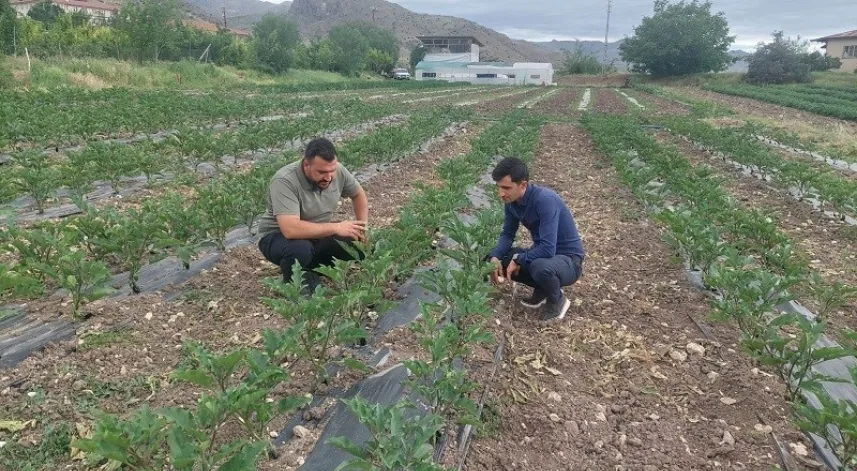 Kemah’ta modern yöntemlerle sebzecilik yapılıyor