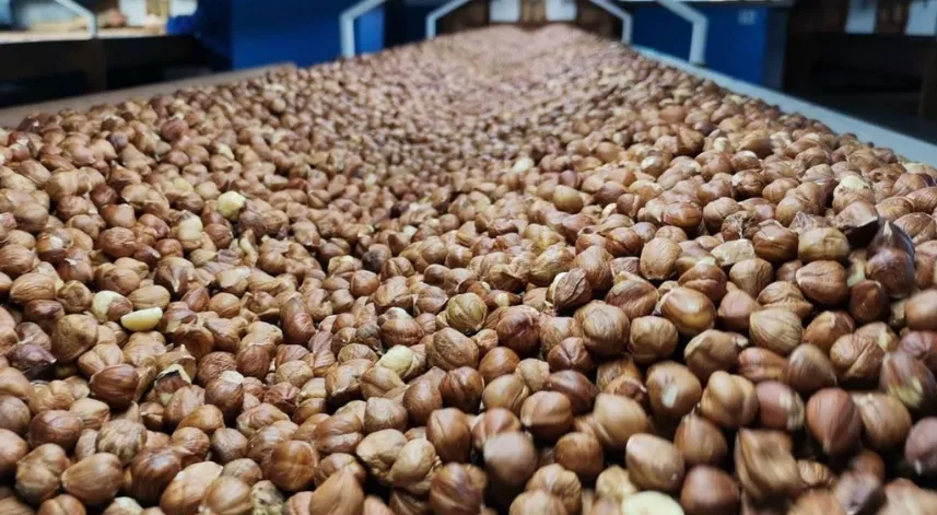 Doğu Karadeniz fındık ihracatının yüzde 34'ü Giresun'dan