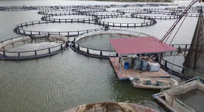 Erzincan’da kültür balıkçılığı yaygınlaşıyor