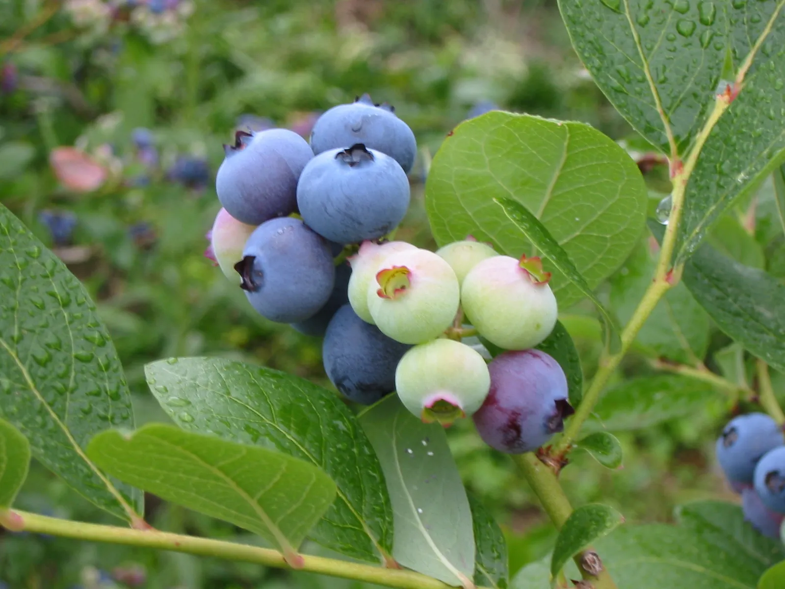 Rize'de Likapa Sezonu Açıldı