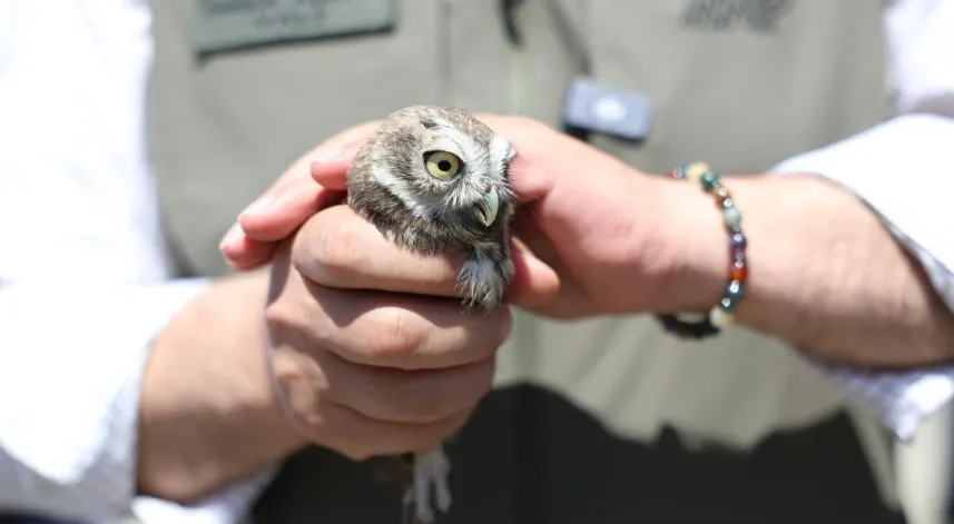 Düzce'de 5 baykuş ve 20 bin alabalık doğaya bırakıldı