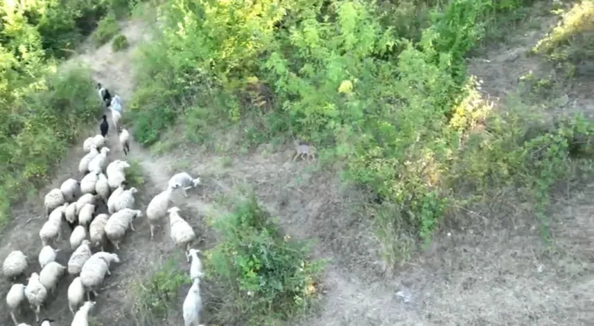 Kurdun koyunlara saldırısı dronla önlendi