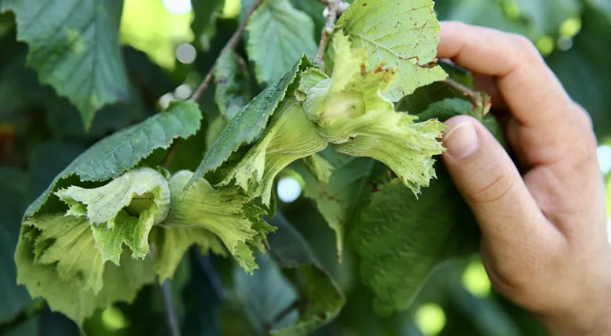 Orta ve Doğu Karadenizli fındık üreticileri hasada hazırlanıyor