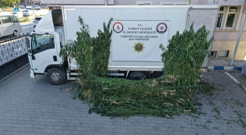 Samsun’da ayçiçeği tarlasında kenevir operasyonu