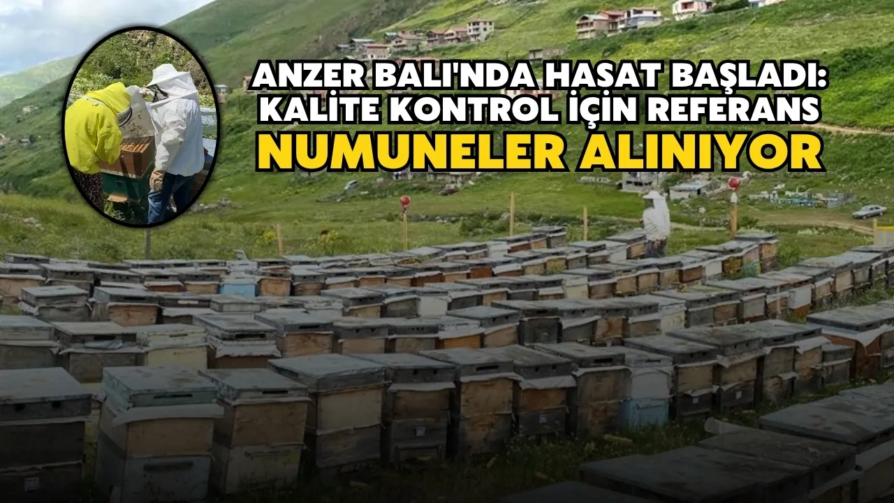 Anzer Balı'nda Hasat Başladı: Kalite Kontrol İçin Referans Numuneler Alınıyor