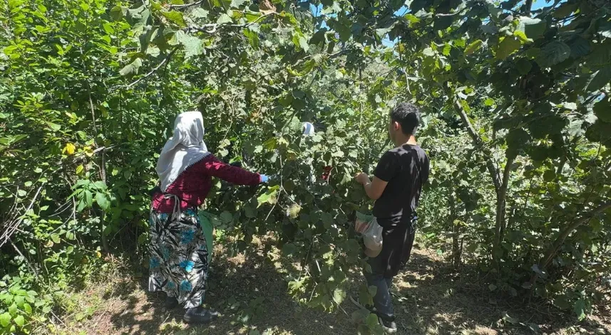 Giresun'da fındık hasadına 3 Ağustos'ta başlanacak