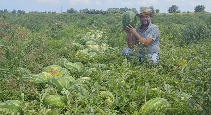 Bafra Ovası’nda kavun ve karpuz hasadı hızlandı