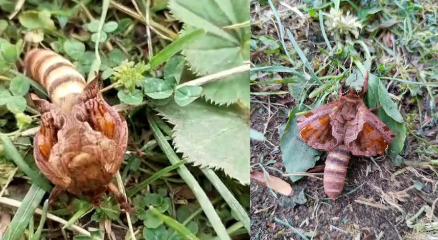 Yaylada ilk kez gördüğü böceğin türünü öğrenmek için sosyal medyada paylaştı