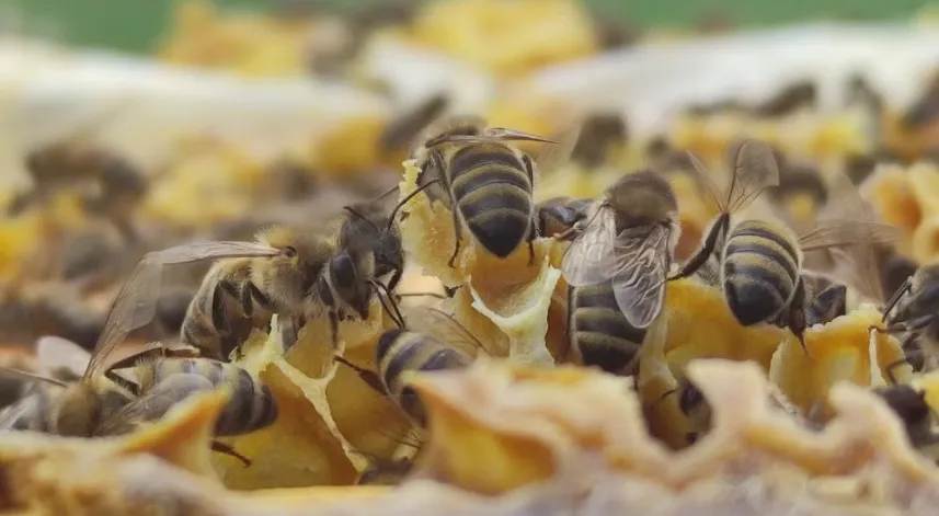 Yaz aylarında artan arı temaslarına karşı uzmanlardan uyarı