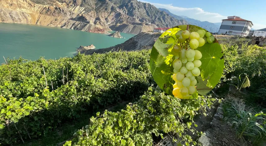 Yusufeli’deki ‘nakil bağlar’da üzüm bereketi