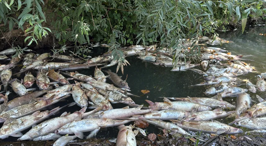 Bartın Irmağı'nda balık ölümleri